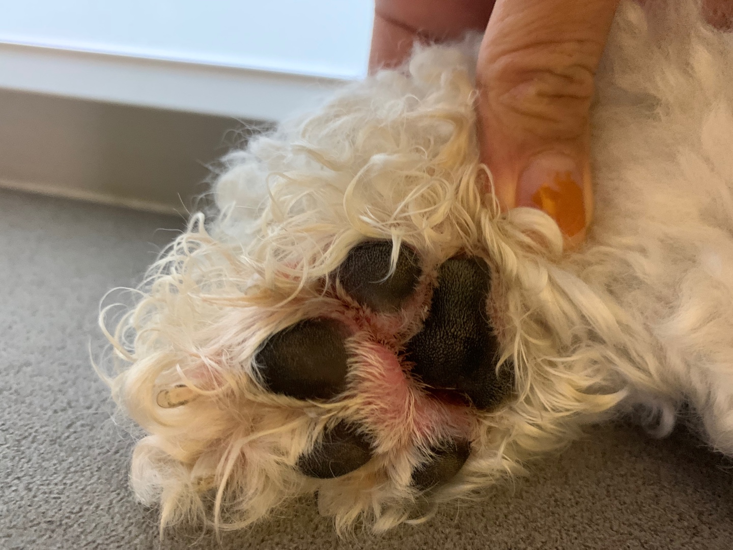 How to Treat Dry Skin in Dogs and Cats Naturally