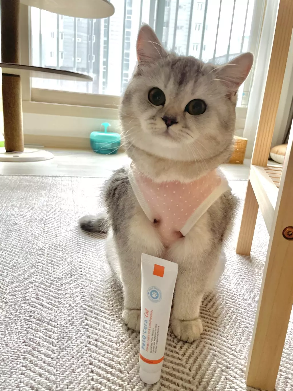 How to Soothe Dry Skin in Cats: Everything You Need to Know About Feline Skincare