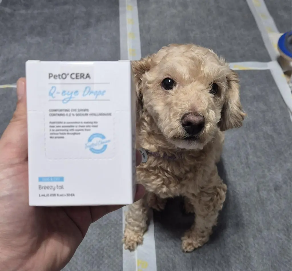 How to Spot and Treat Common Eye Problems in Dogs and Cats